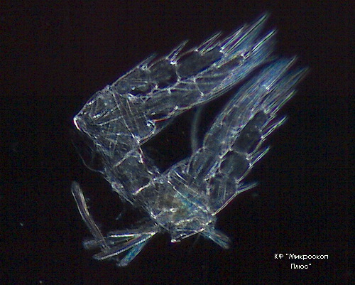 Микроскоп Olympus BX53. Темное поле (dark field)