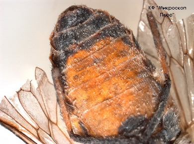 Пчела под микроскопом Olympus SZ61, камера ProgRes