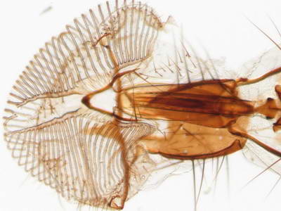 муха, съемка со стереомикроскопа SteREO DISCOVERY V8